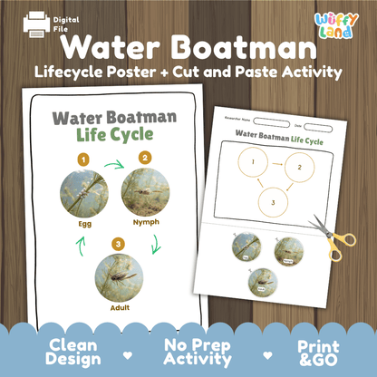 Water Boatman Life Cycle Poster and Cut and Paste Activity Worksheet