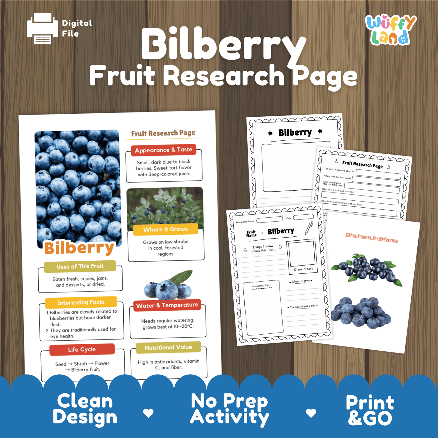 Bilberry Science Activity | Fruit Research Project | Biology | Nature Study