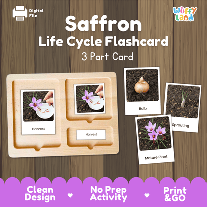 Saffron Life Cycle Montessori 3-Part Cards - Science Botany Flashcards