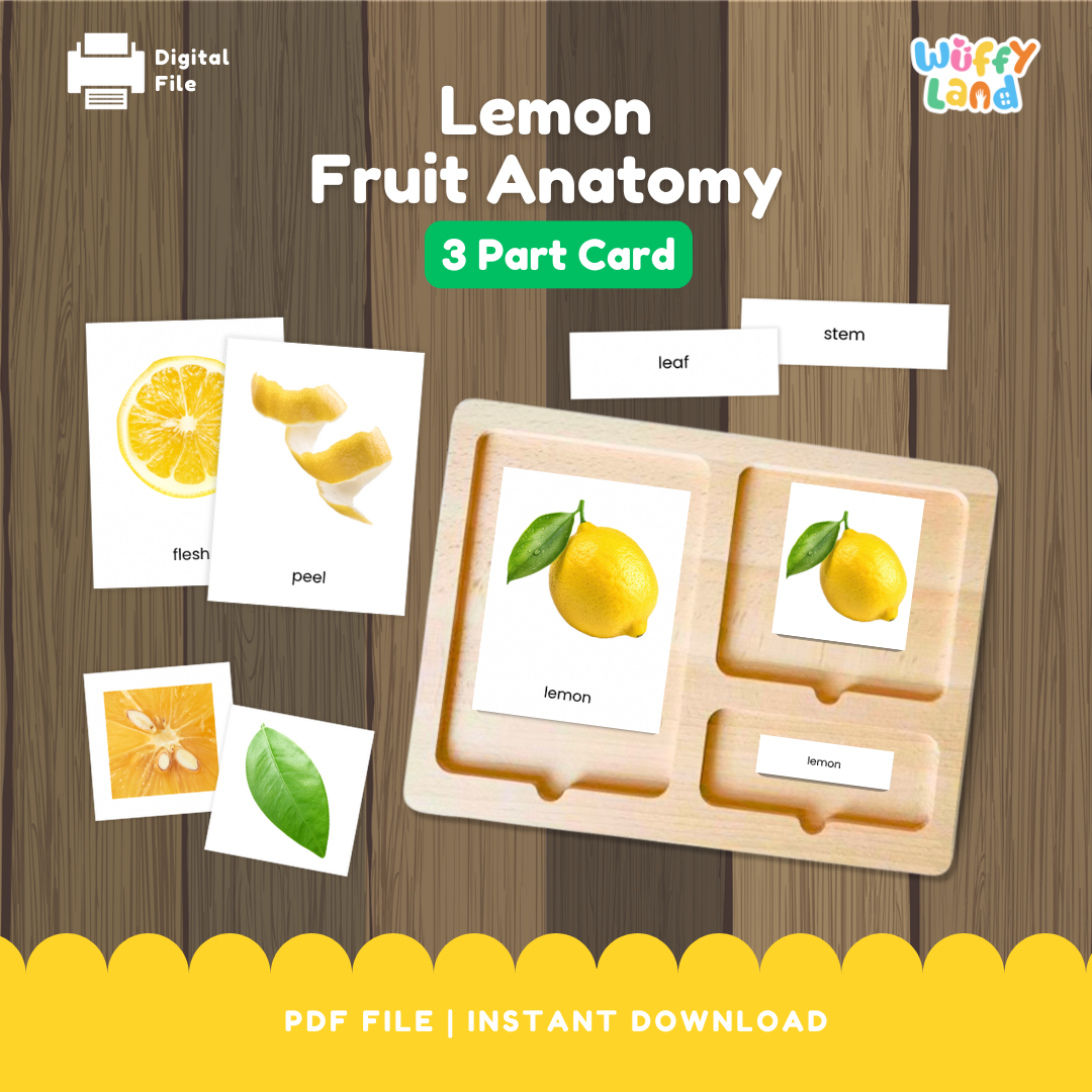 Kartu 3 Bagian Montessori Anatomi Buah Lemon untuk Kosakata Sains