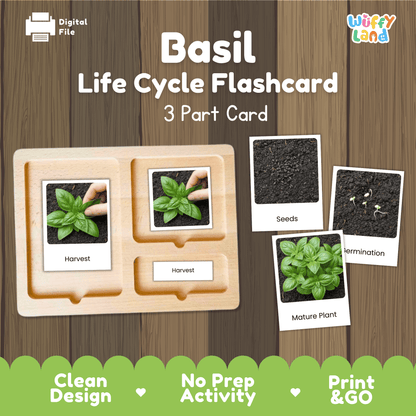 Basil Life Cycle Montessori 3-Part Cards - Science Botany Flashcards