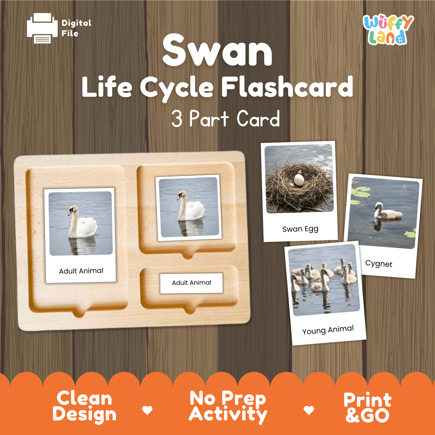 Swan Life Cycle Montessori 3-Part Cards - Science Zoology Bird Flashcards