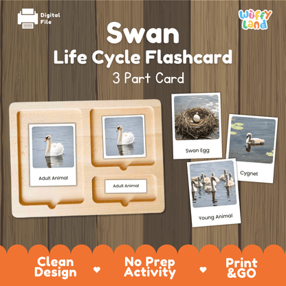 Swan Life Cycle Montessori 3-Part Cards - Science Zoology Bird Flashcards