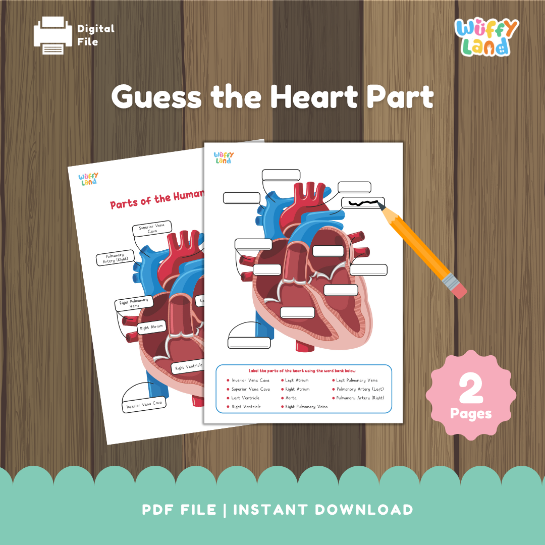 Lembar Kerja Diagram Jantung Manusia – Aktivitas Sains Tebak Bagian Jantung - Pelabelan &amp; Kuis PDF