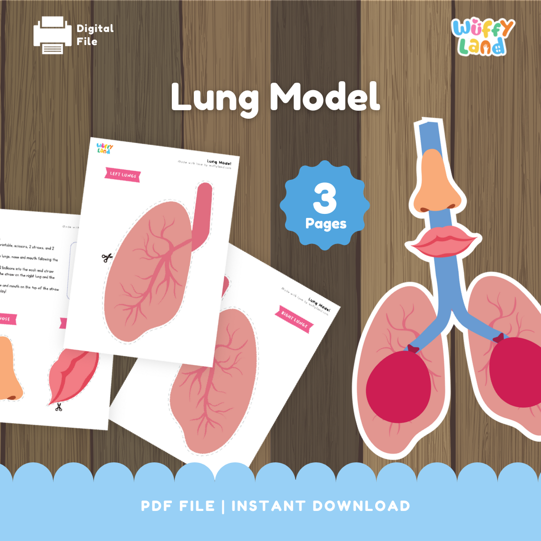 Lung model