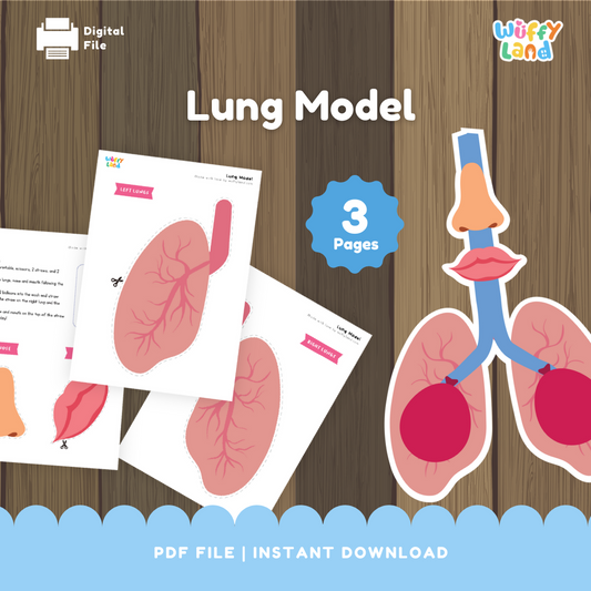 Lung model