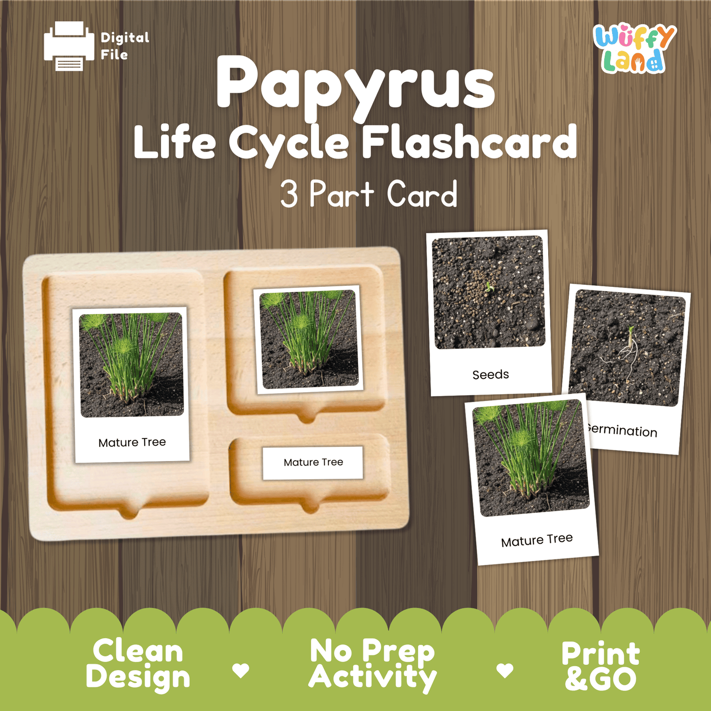 Papyrus Life Cycle Montessori 3-Part Cards - Science Botany Flashcards
