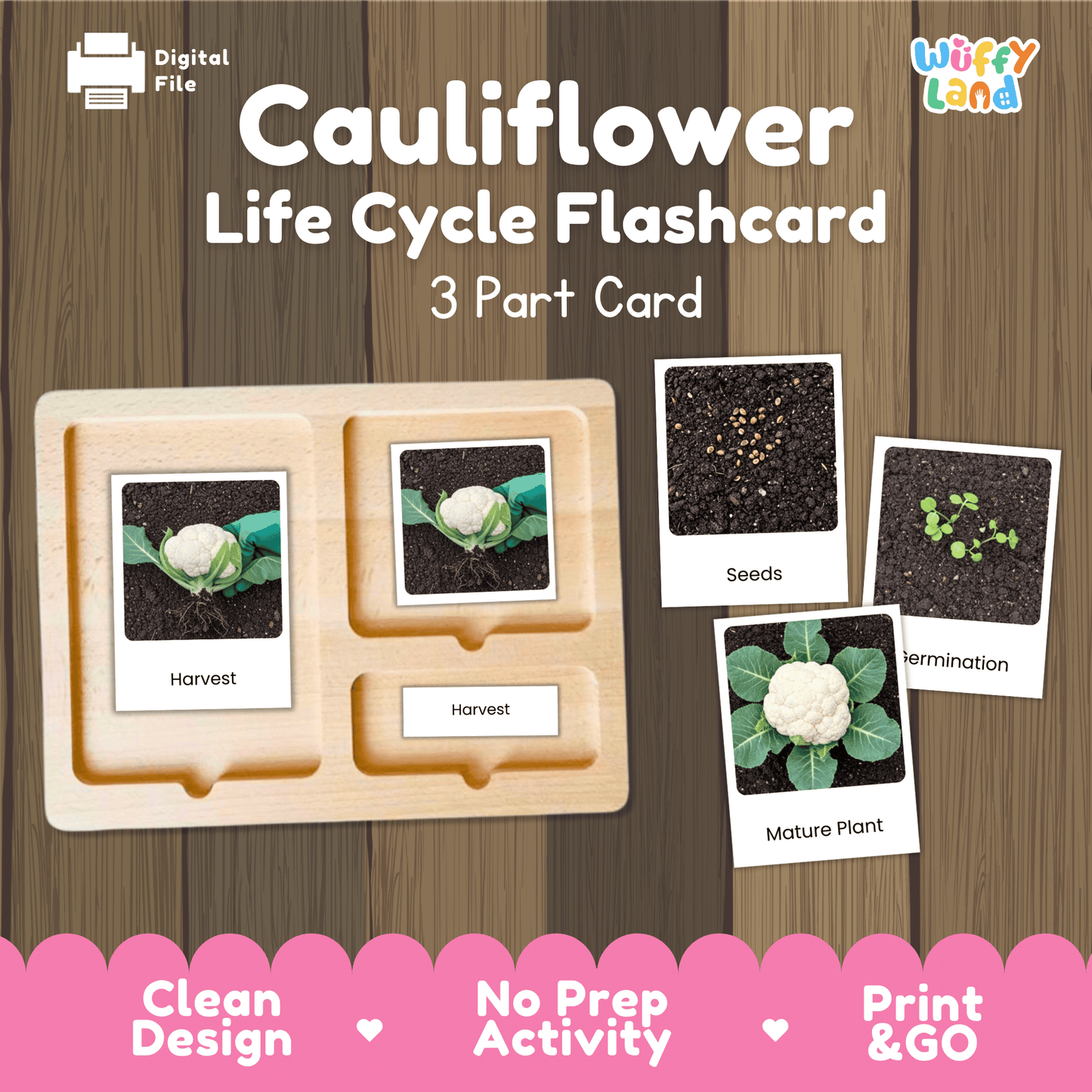 Cauliflower Life Cycle Activity Cut&Paste Worksheet Science Plant Growth Sequence