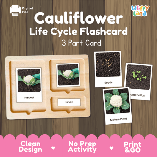Cauliflower Life Cycle Activity Cut&Paste Worksheet Science Plant Growth Sequence