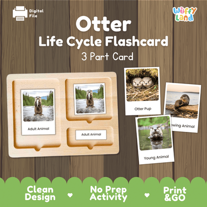 Otter Life Cycle Montessori 3-Part Cards - Science Zoology Mammal Flashcards
