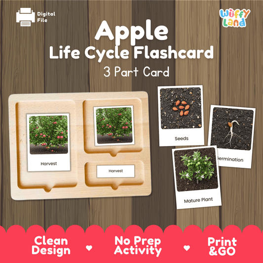 Apple Life Cycle Montessori 3-Part Cards - Science Botany Flashcards