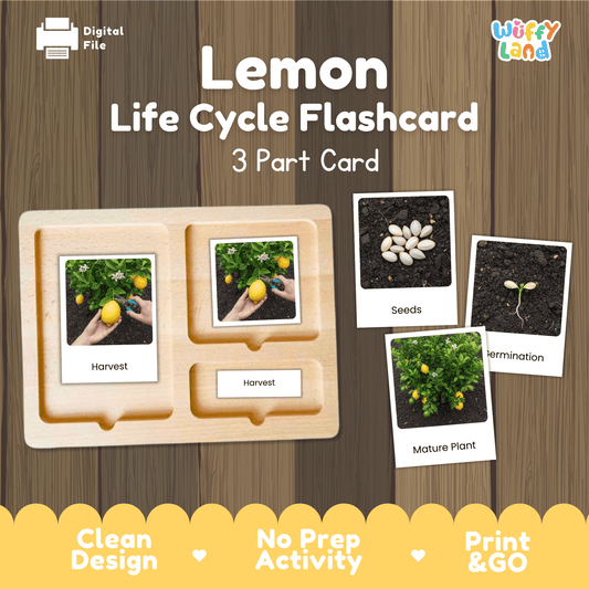 Lemon Life Cycle Montessori 3-Part Cards - Science Botany Flashcards