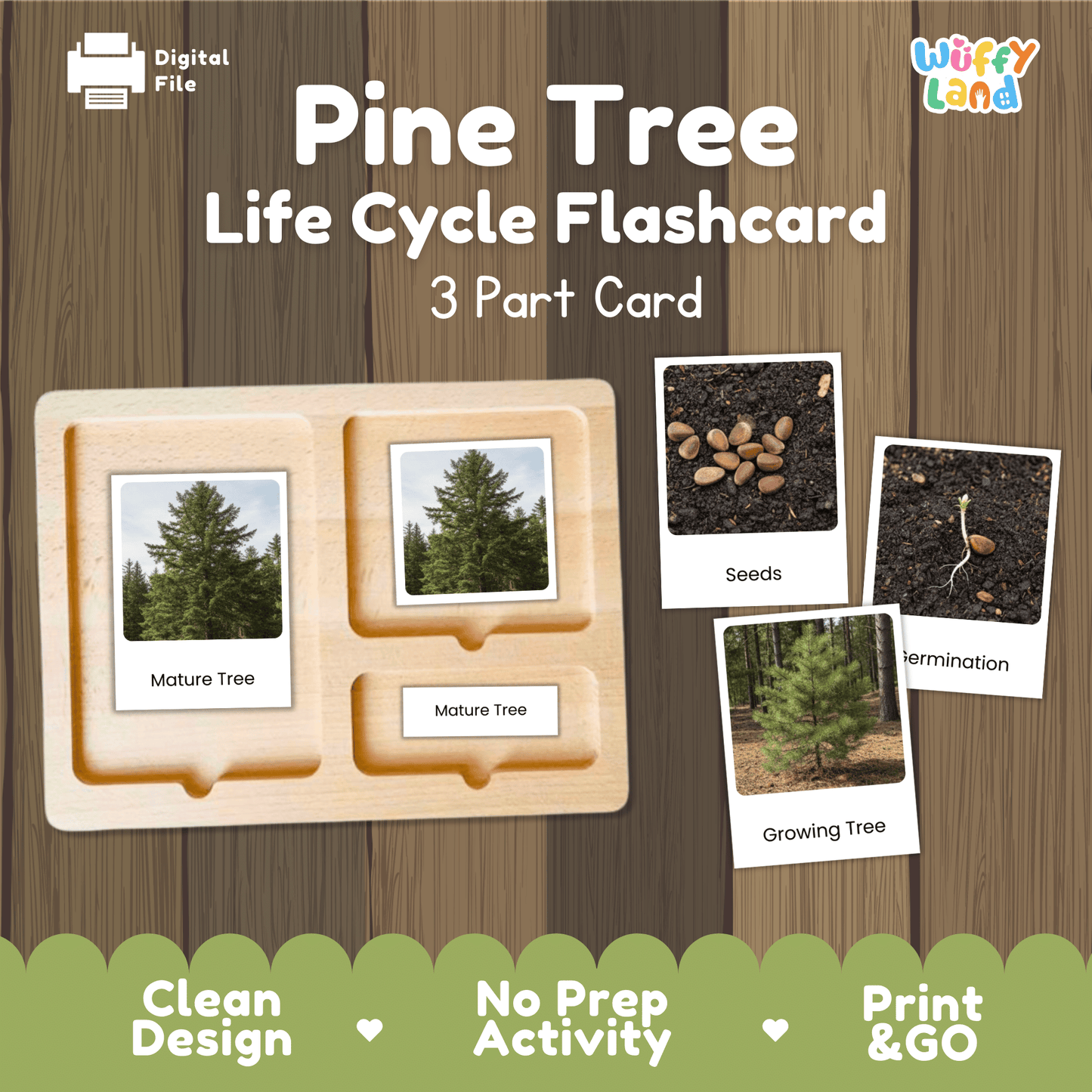 Pine Tree Life Cycle Montessori 3-Part Cards - Science Botany Flashcards