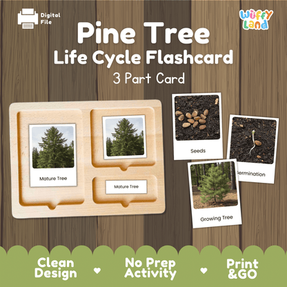 Pine Tree Life Cycle Montessori 3-Part Cards - Science Botany Flashcards