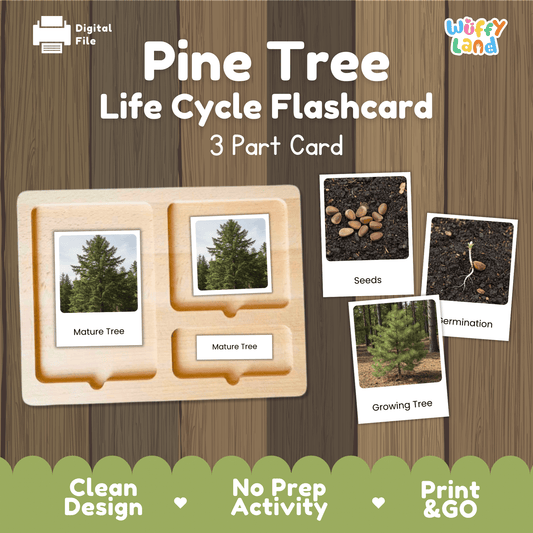 Pine Tree Life Cycle Montessori 3-Part Cards - Science Botany Flashcards