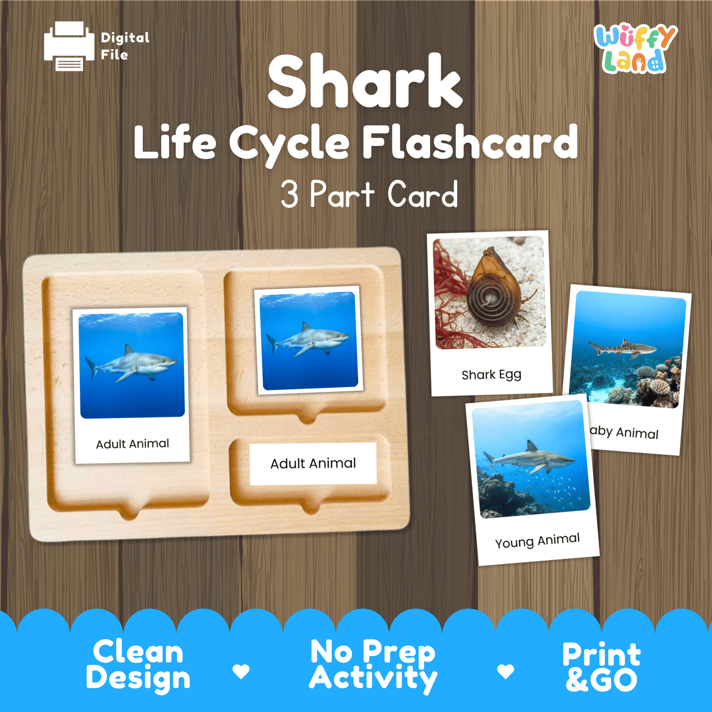 Shark Life Cycle Montessori 3-Part Cards - Science Zoology Marine Flashcards