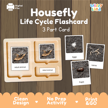 Housefly Life Cycle Montessori 3-Part Cards - Science Zoology Flashcards