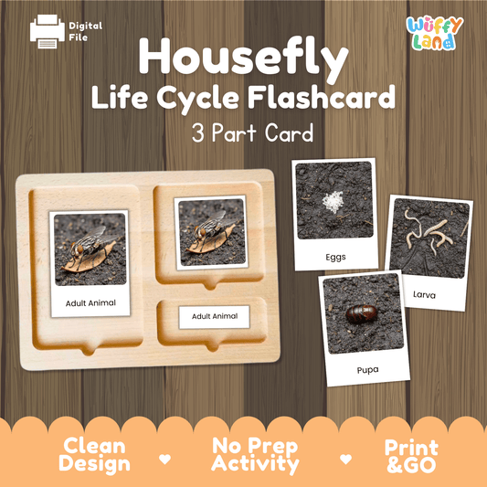 Housefly Life Cycle Montessori 3-Part Cards - Science Zoology Flashcards
