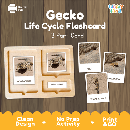 Gecko Life Cycle Montessori 3-Part Cards - Science Zoology Reptile Flashcards