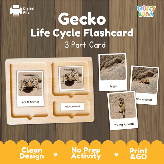 Gecko Life Cycle Montessori 3-Part Cards - Science Zoology Reptile Flashcards