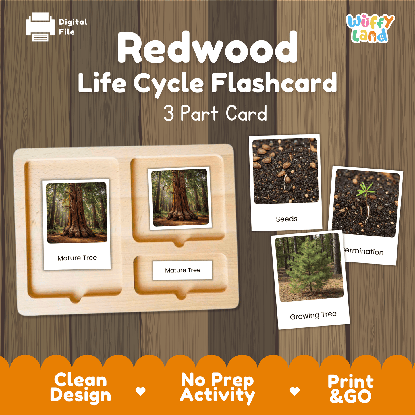 Redwood Tree Life Cycle Montessori 3-Part Cards - Science Botany Flashcards