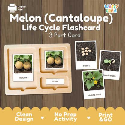 Melon Cantaloupe Life Cycle Activity Worksheet Science Plant Sequence