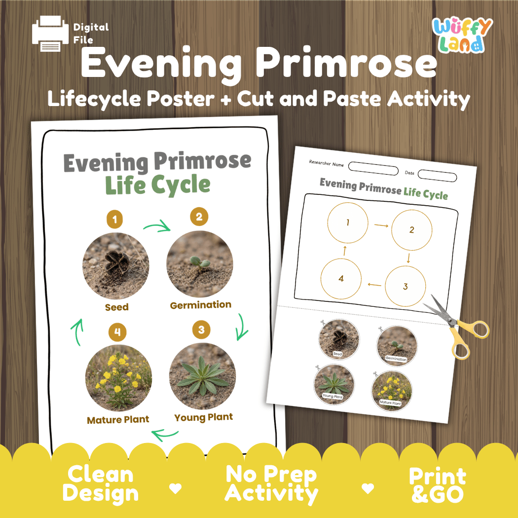 Evening Primrose Life Cycle Poster and Cut and Paste Activity Worksheet