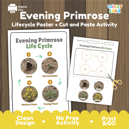 Evening Primrose Life Cycle Poster and Cut and Paste Activity Worksheet