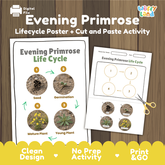 Evening Primrose Life Cycle Poster and Cut and Paste Activity Worksheet