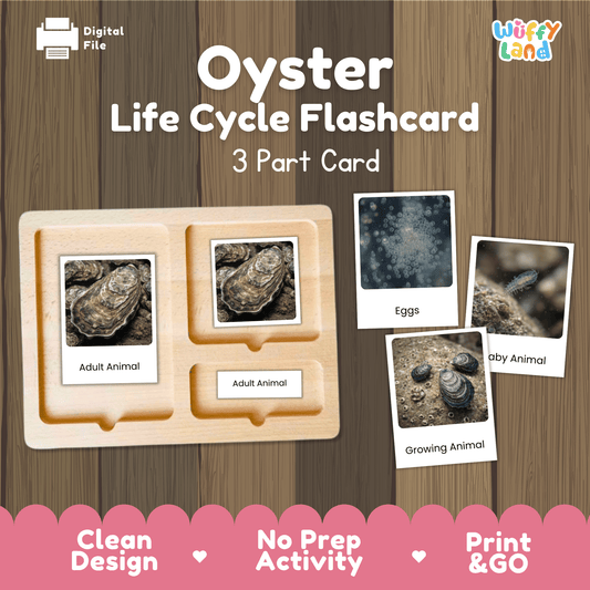 Oyster Life Cycle Montessori 3-Part Cards - Science Zoology Flashcards