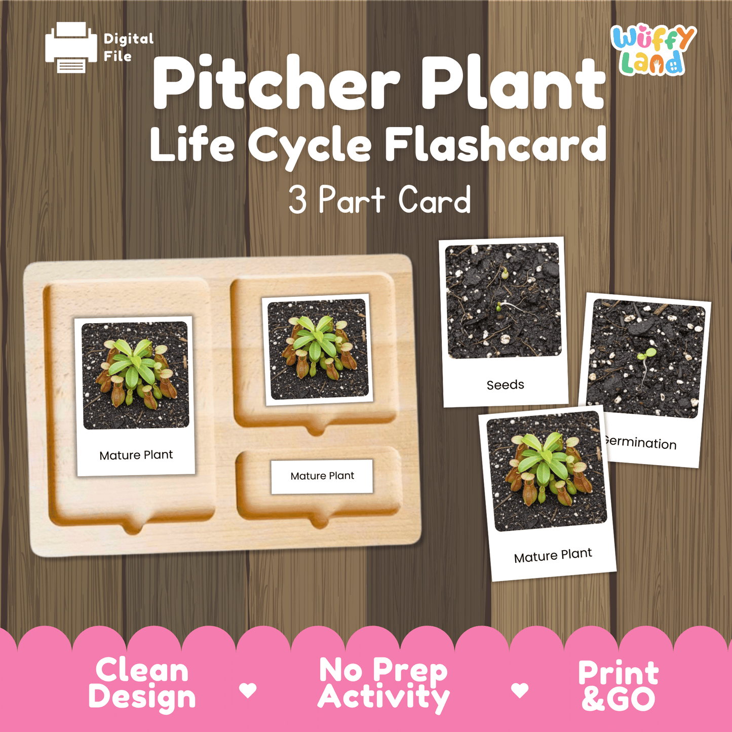 Pitcher Plant Life Cycle Montessori 3-Part Cards - Science Botany Flashcards Wuffyland