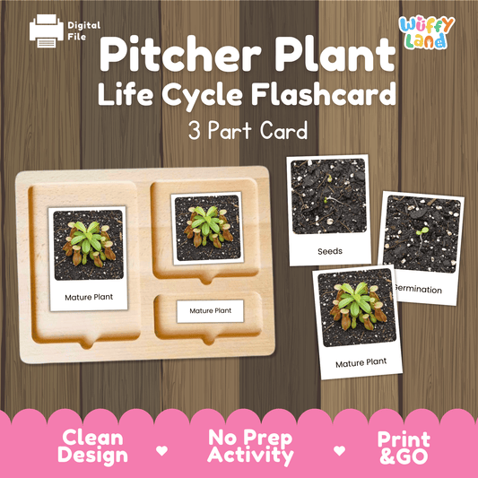 Pitcher Plant Life Cycle Montessori 3-Part Cards - Science Botany Flashcards Wuffyland