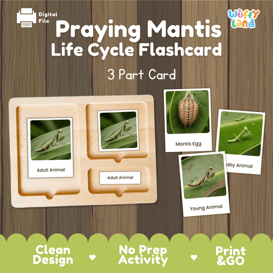 Praying Mantis Life Cycle Montessori 3-Part Cards - Science Zoology Insect Cards