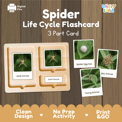 Spider Life Cycle Montessori 3-Part Cards - Science Zoology Arachnid Flashcards