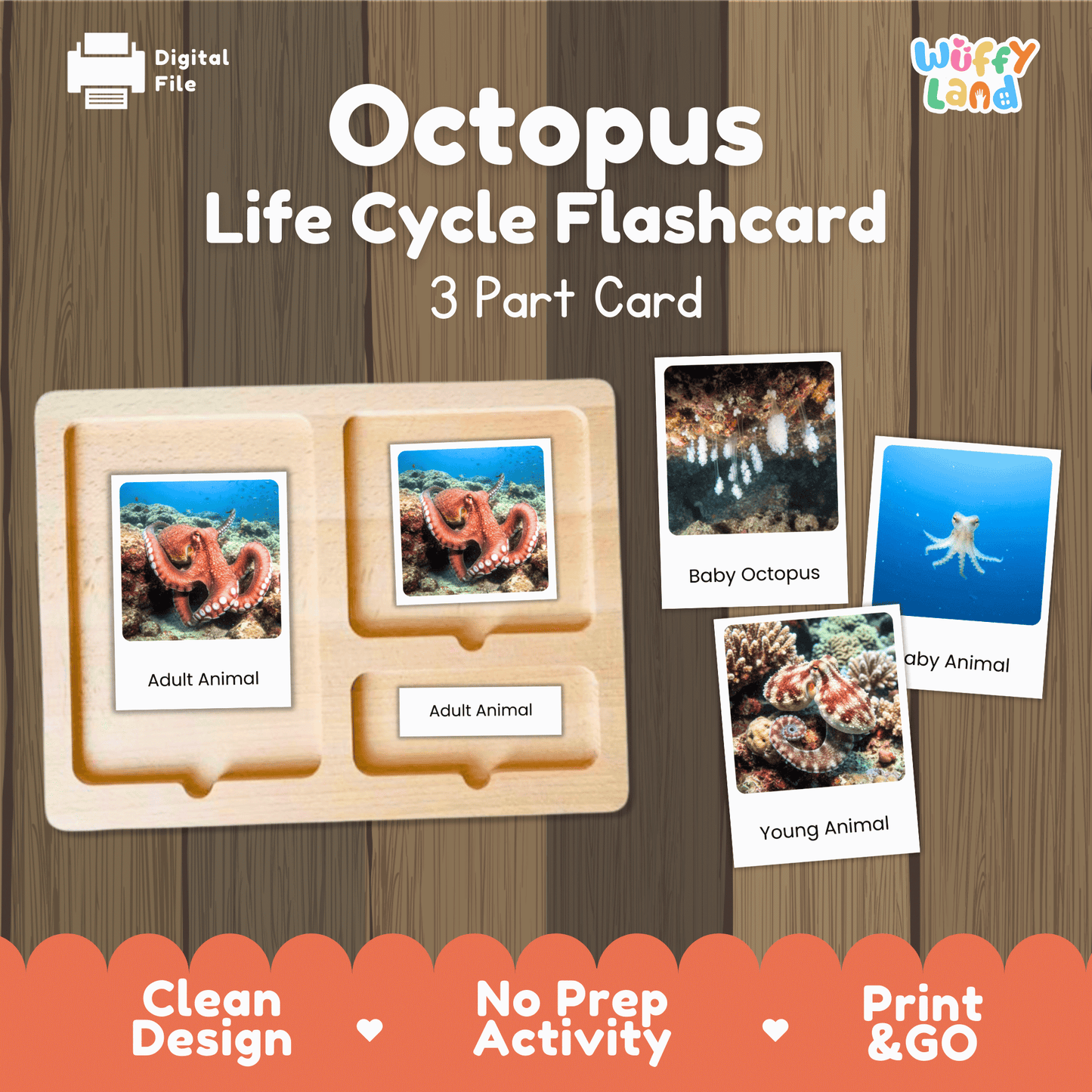 Octopus Life Cycle Montessori 3-Part Cards - Science Zoology Marine Flashcards