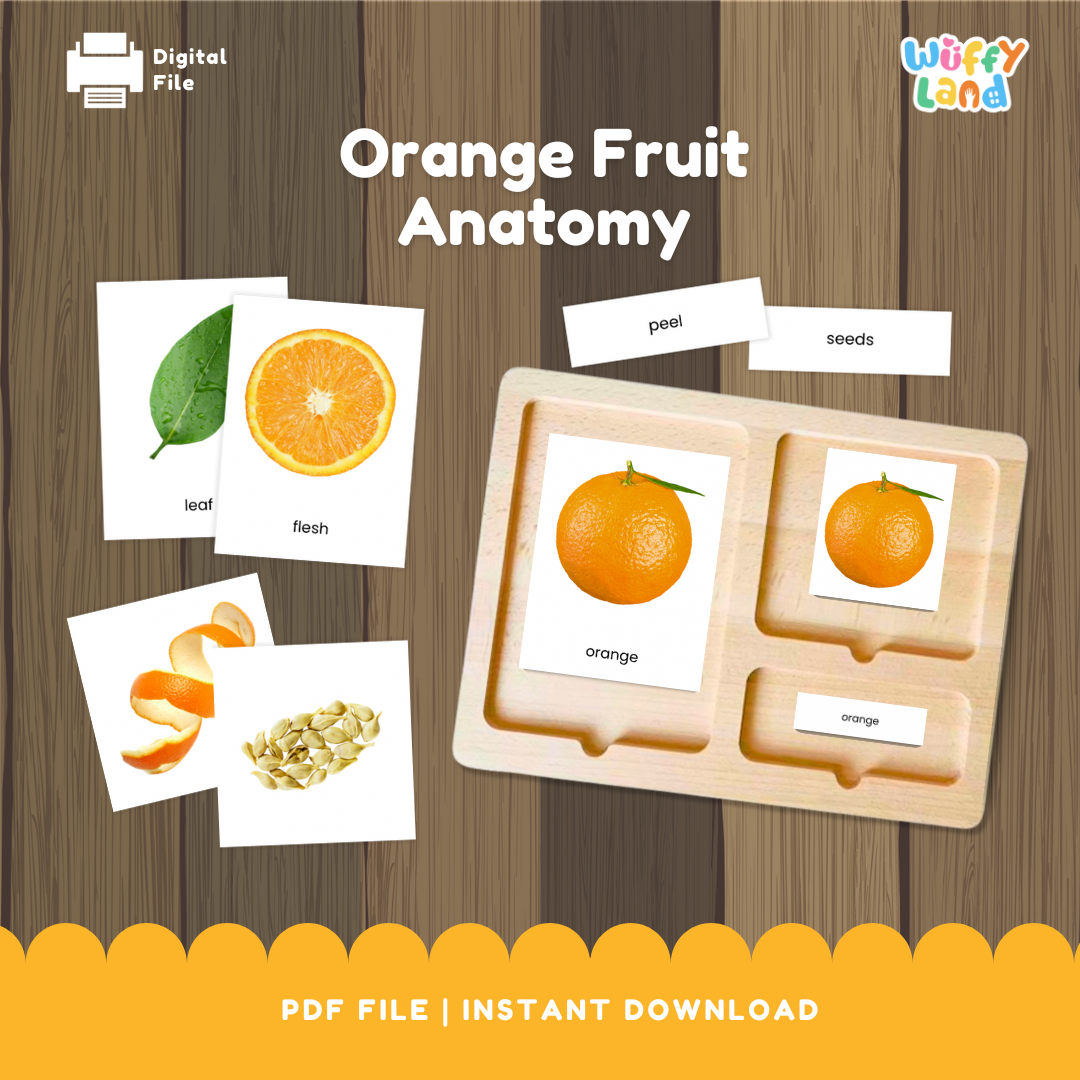 Anatomi Buah Jeruk dengan Kartu 3 Bagian Montessori Kosakata