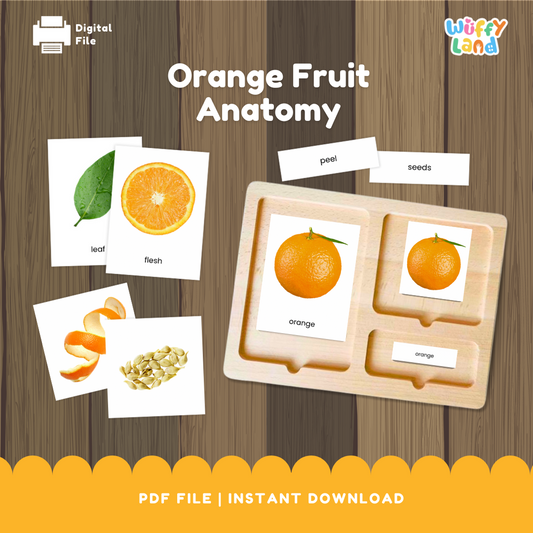 Anatomi Buah Jeruk dengan Kartu 3 Bagian Montessori Kosakata