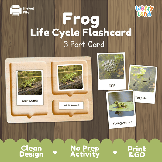 Frog Life Cycle Montessori 3-Part Cards - Science Zoology Metamorphosis Flashcard