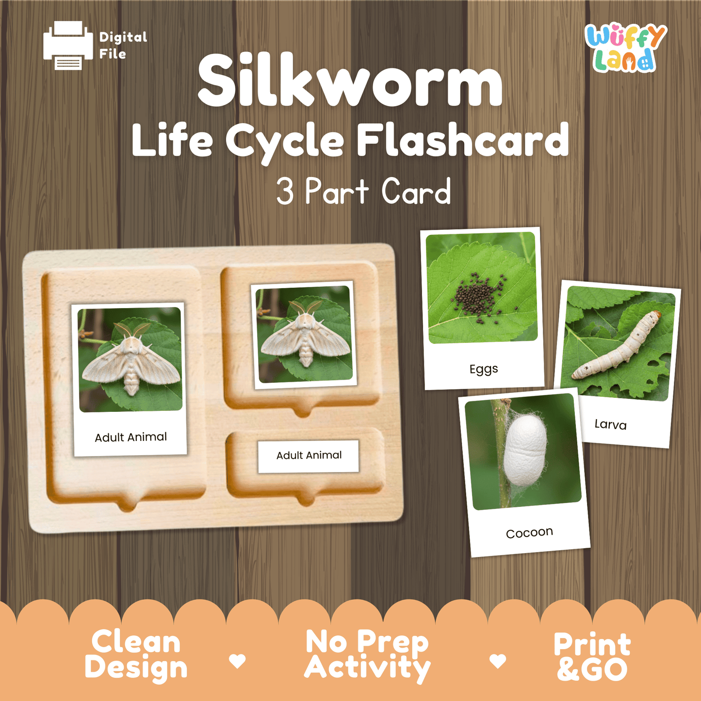 Silkworm Life Cycle Montessori 3-Part Cards - Science Zoology Flashcards