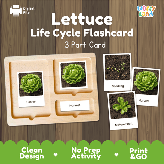 Lettuce Life Cycle Flashcards Montessori 3 Part Cards Science Activity Garden