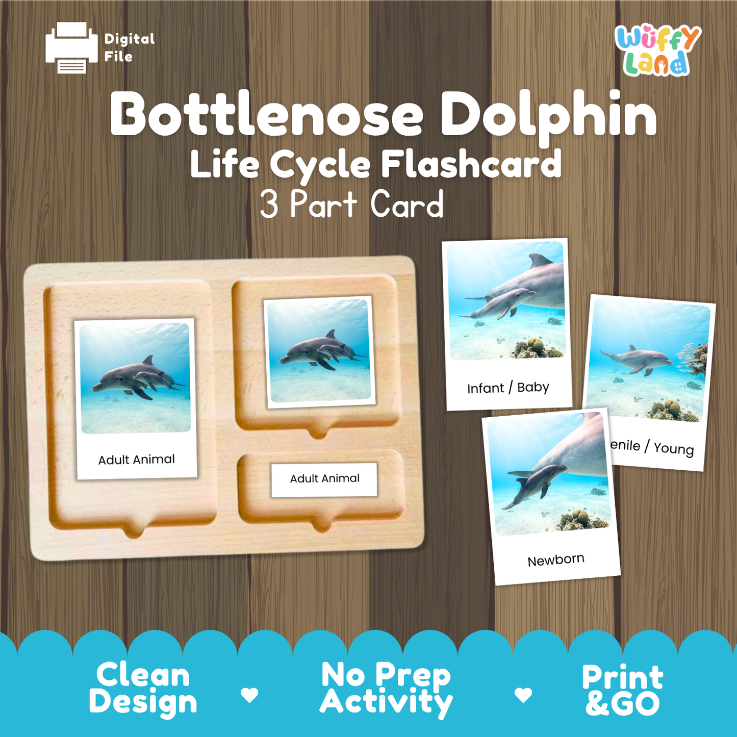 Bottlenose Dolphin Life Cycle Flashcard set by Wiffy Land, featuring a wooden 3-part card tray with dolphin photos and labels for Adult Animal, Infant/Baby, and Newborn, shown on a wood-grain background with promotional text.