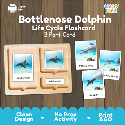 Bottlenose Dolphin Life Cycle Flashcard set by Wiffy Land, featuring a wooden 3-part card tray with dolphin photos and labels for Adult Animal, Infant/Baby, and Newborn, shown on a wood-grain background with promotional text.