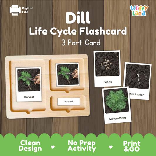 Dill Life Cycle Montessori 3-Part Cards - Science Botany Flashcards