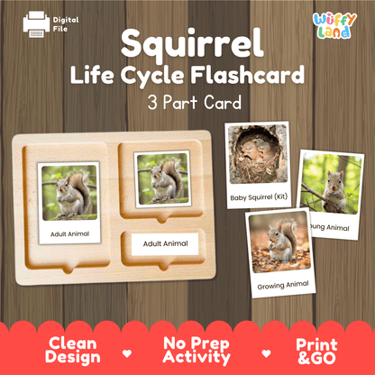 Squirrel Life Cycle Montessori 3-Part Cards - Science Zoology Mammal Flashcards