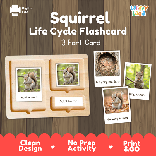 Squirrel Life Cycle Montessori 3-Part Cards - Science Zoology Mammal Flashcards