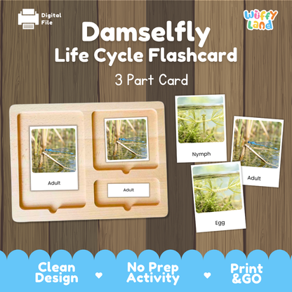 Damselfly Life Cycle Flashcards 3 Part Cards Montessori Science Printable