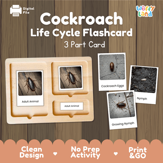 Cockroach Life Cycle Montessori 3-Part Cards - Science Zoology Insect Flashcards