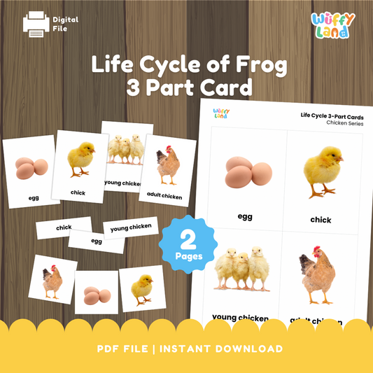 Chicken Life Cycle 3-Part Cards - Montessori Animal Science Activity - Realistic Photos