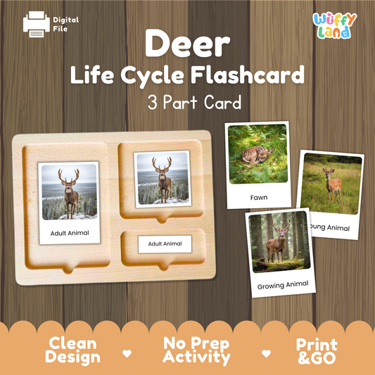 Deer Life Cycle Montessori 3-Part Cards - Science Zoology Mammal Flashcards