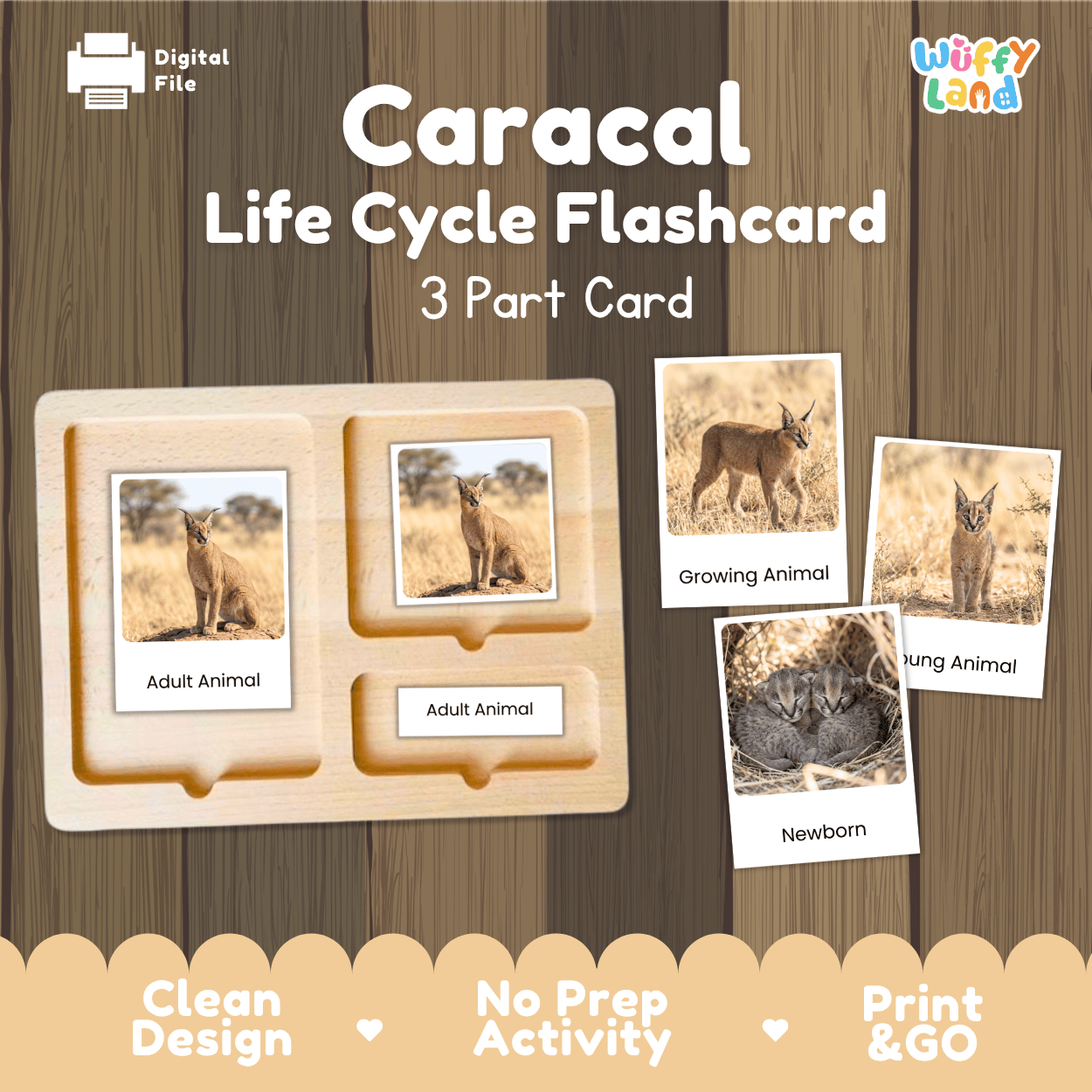 Caracal Life Cycle Flashcards | Montessori 3 Part Cards Mammal Activity